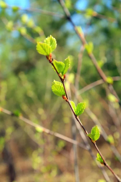 Birch bahar levha — Stok fotoğraf