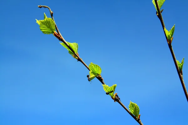 Birch bahar levha — Stok fotoğraf