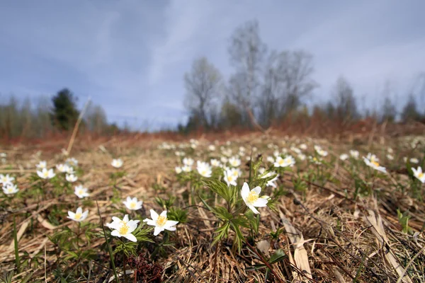 Gotas de neve primavera no campo amarelo — Fotografia de Stock