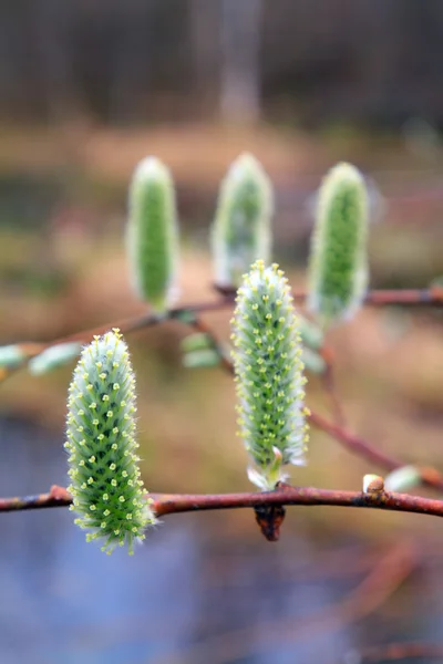 Spring buds on wood branch — Stock Photo, Image