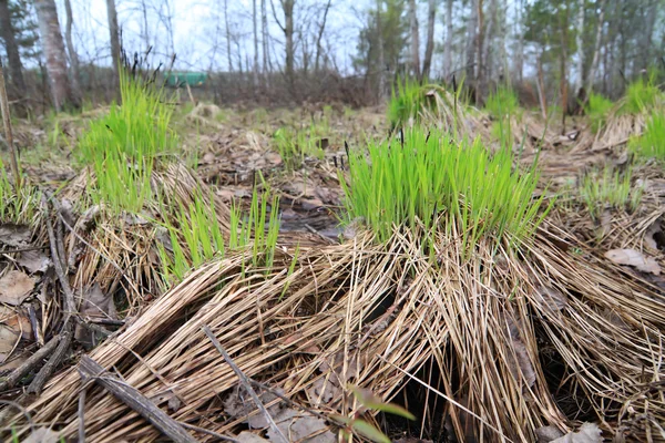 Junco de primavera entre hierba seca — Foto de Stock