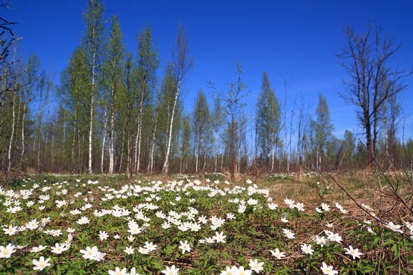 Fehér hóvirág, tavaszi fa — Stock Fotó