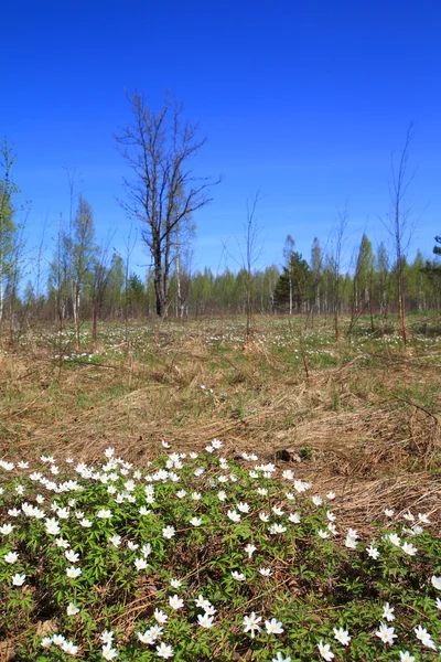 Белые подснежники в весеннем лесу — стоковое фото