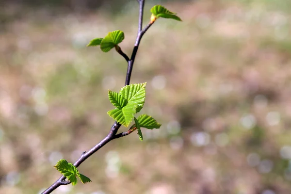 Lembaran musim semi dari birch — Stok Foto