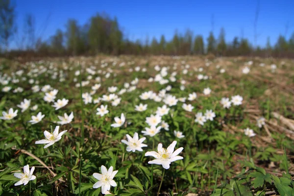 Nevadas blancas en el campo de primavera — Foto de Stock