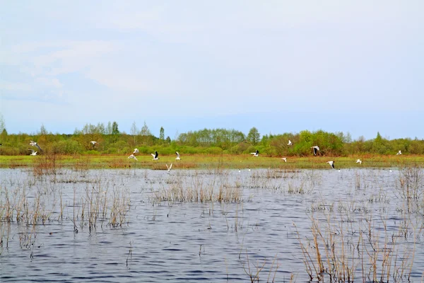 羊群海鸥绿色海岸附近 — 图库照片