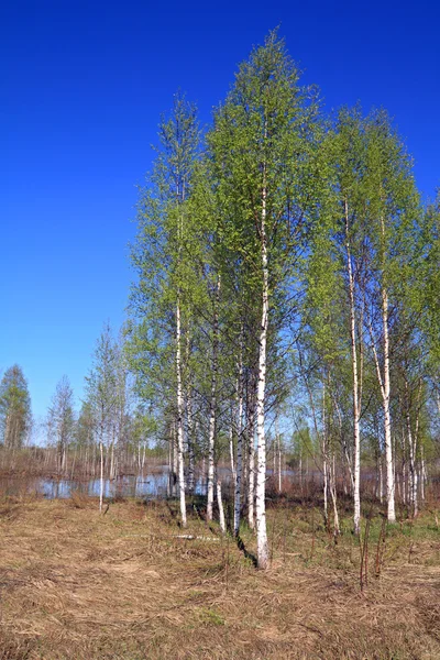 Birch copse on springr field — Stock Photo, Image