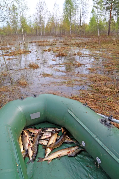 Речная рыба в резиновой лодке на берегу озера — стоковое фото