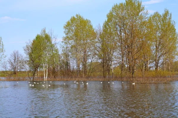 Möwenschwärme in der Nähe von Birkenwald — Stockfoto