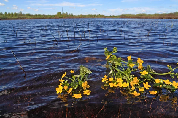 Field flowerses in river water — Stock Photo, Image