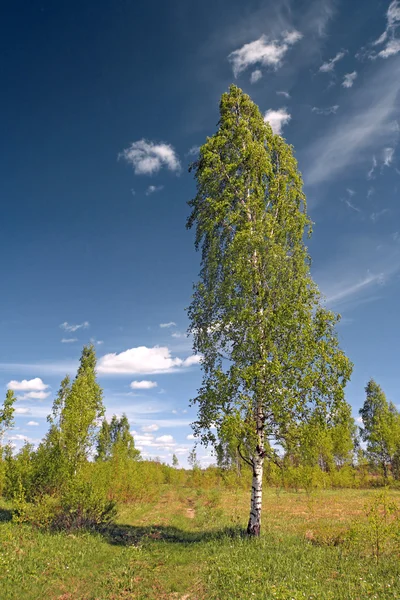 Green birch near rural road — Stock Photo, Image