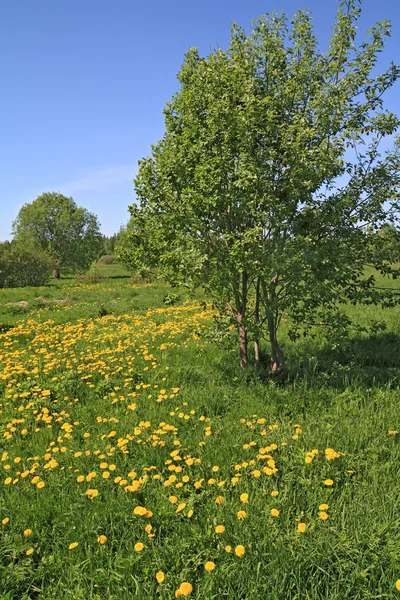 Pissenlits jaunes sur champ vert — Photo