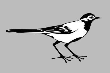 wagtail silhouette on gray background, vector illustration clipart