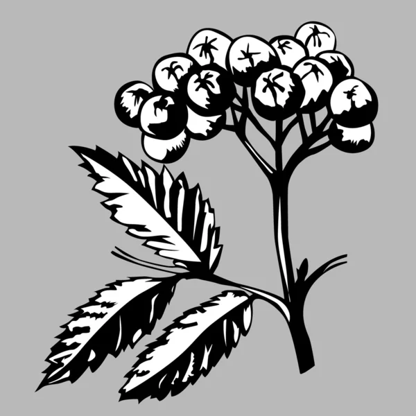 Rowanberry su sfondo grigio, illustrazione vettoriale — Vettoriale Stock
