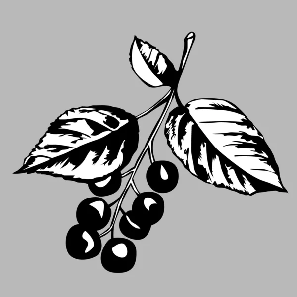 Una sorta di ciliegio su sfondo grigio, illustrazione vettoriale — Vettoriale Stock