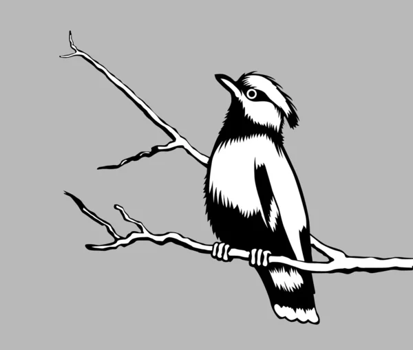 Vogel-Silhouette auf grauem Hintergrund — Stockvektor