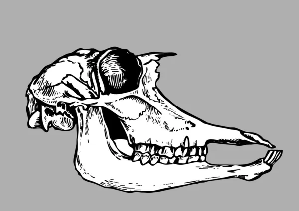 Silhouette del cranio su sfondo grigio, illustrazione vettoriale — Vettoriale Stock