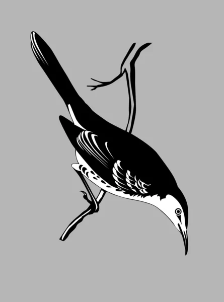 Silueta de zorzal sobre fondo gris, ilustración vectorial — Vector de stock