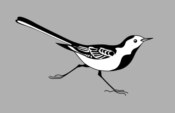 Silhouette wagtail su sfondo grigio, illustrazione vettoriale — Vettoriale Stock