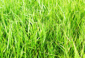 Zelená tráva