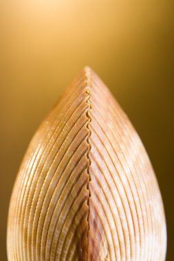 Shell on bright golden background clipart