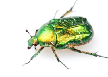 Beetle on a white background clipart