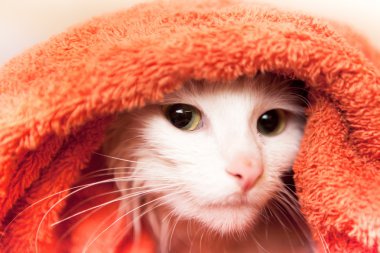 White cat wraped up in a towel clipart