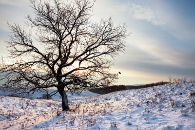 Crispness of winter morning clipart