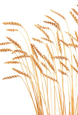 izole buğday