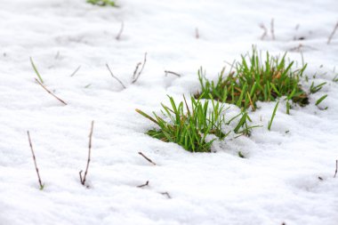 Green grass covered by snow clipart