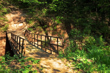 Orman yol ve köprü