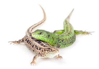 Lizard isolated clipart