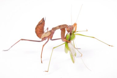 Mantis eats locust clipart
