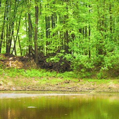 Summer landscape: lake in the forest clipart