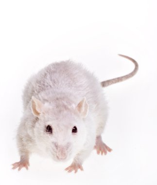 Beyaz arkaplanda izole edilmiş fare