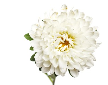 beyaz izole çiçek