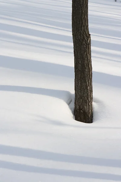 Scena invernale di albero e neve — Foto Stock