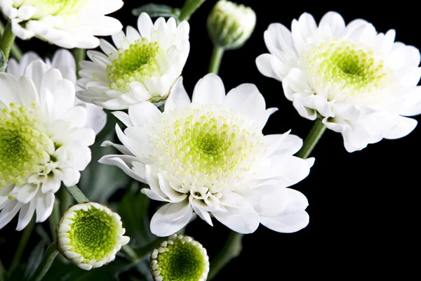 सुंदर फुलं — स्टॉक फोटो, इमेज