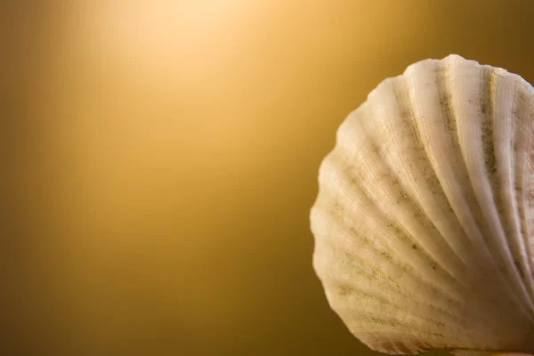 Shell fényes arany háttér — Stock Fotó