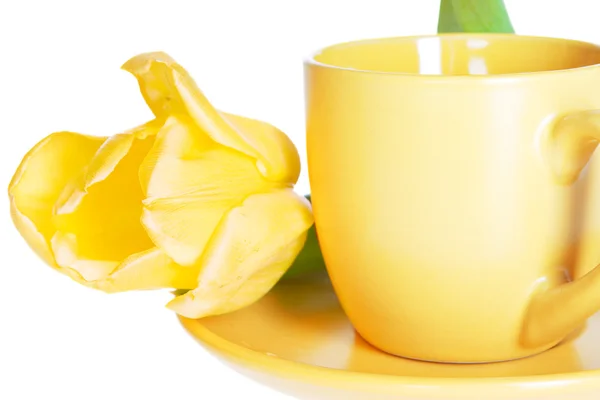 Teacup dengan tulip kuning — Stok Foto