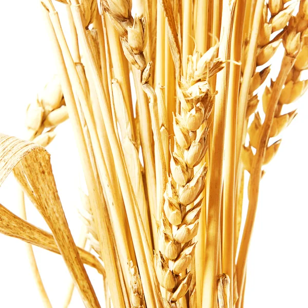 Wheat isolated — Stock Photo, Image