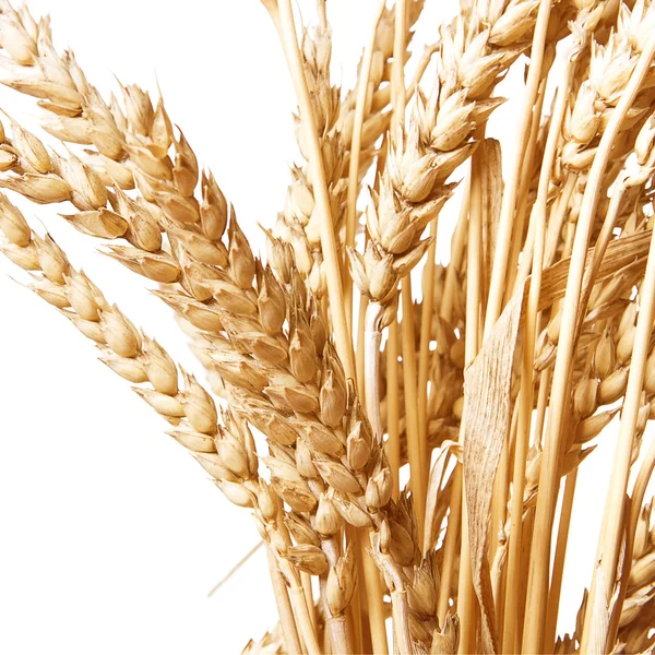 小麦の分離 — ストック写真