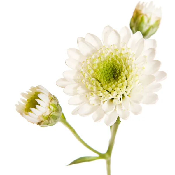 Virág — Stock Fotó