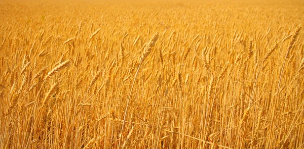 Wheat background — Stock Photo, Image