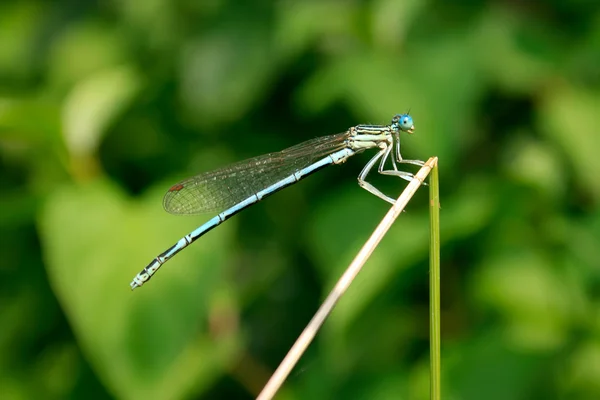 stock image Blue dragonfly