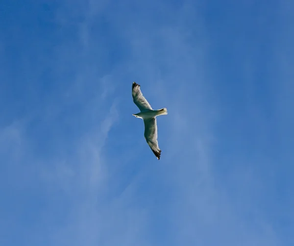 Vliegende vogel in blauwe lucht — Stockfoto