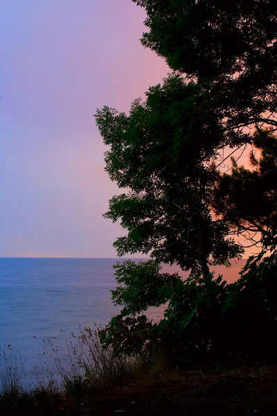 夜の木のシルエット. — ストック写真
