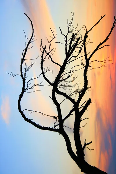 A fa és a sky ága — Stock Fotó