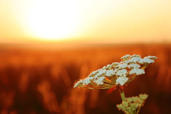 Fehér virág naplemente mező — Stock Fotó