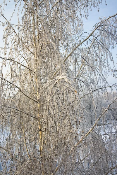 Escena de invierno — Foto de Stock